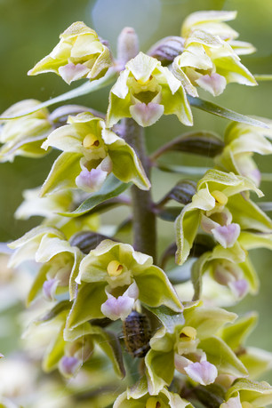 Epipactis purpurata