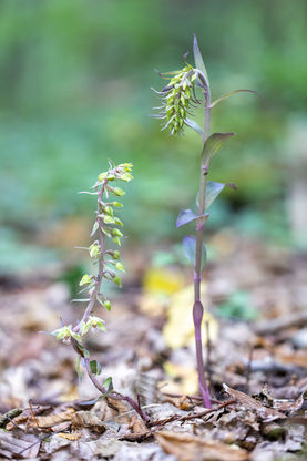 Epipactis purpurata