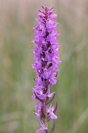Dactylorhiza praetermissa