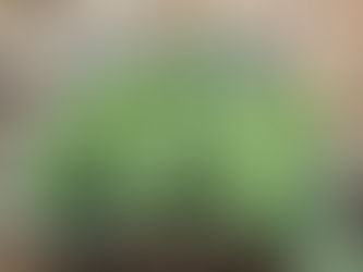 Gardening tips and tricks with Julie