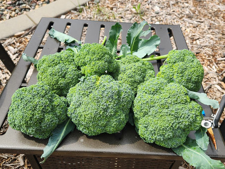 Gardening tips and tricks with Julie