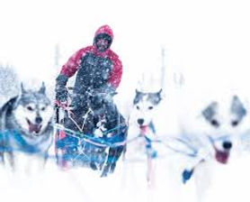Riverlodge Huskys - Hundspann