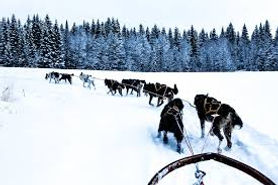 Åre sleeddogs Adventures - Hundspann