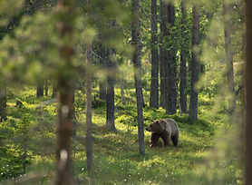 Lofsdalen Bear's Den