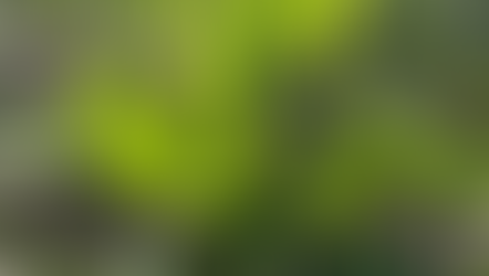 Compte-rendu de la balade botanique du 14 février 2026