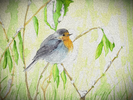 Sortie ornithologique samedi 18 octobre