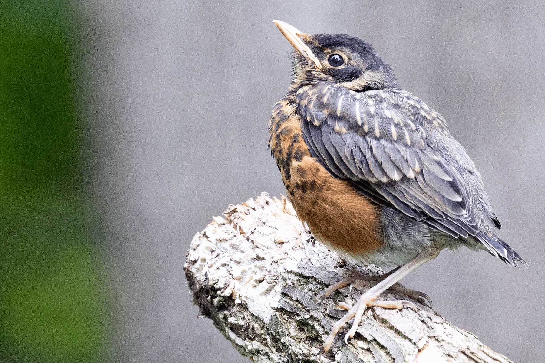 American Robin
