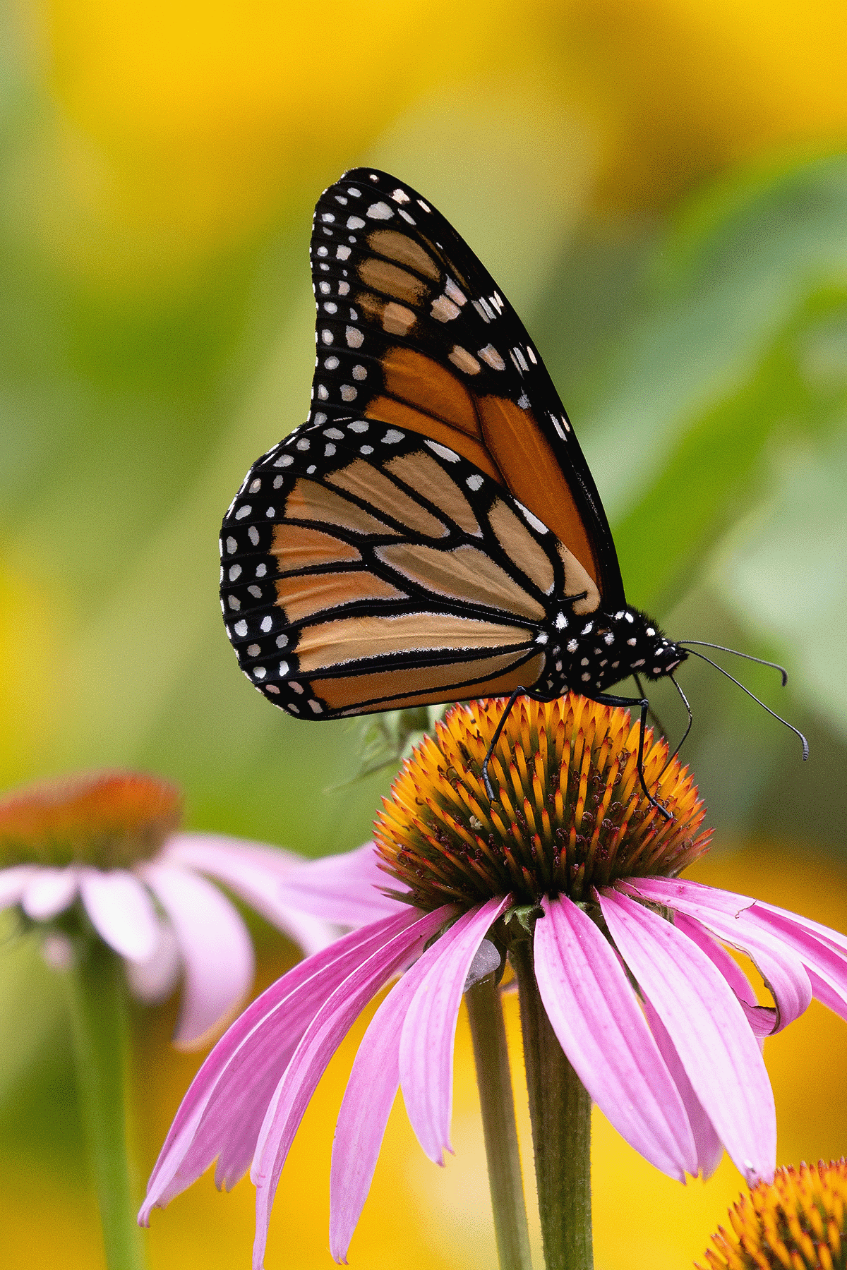 Purple Cone Flowers