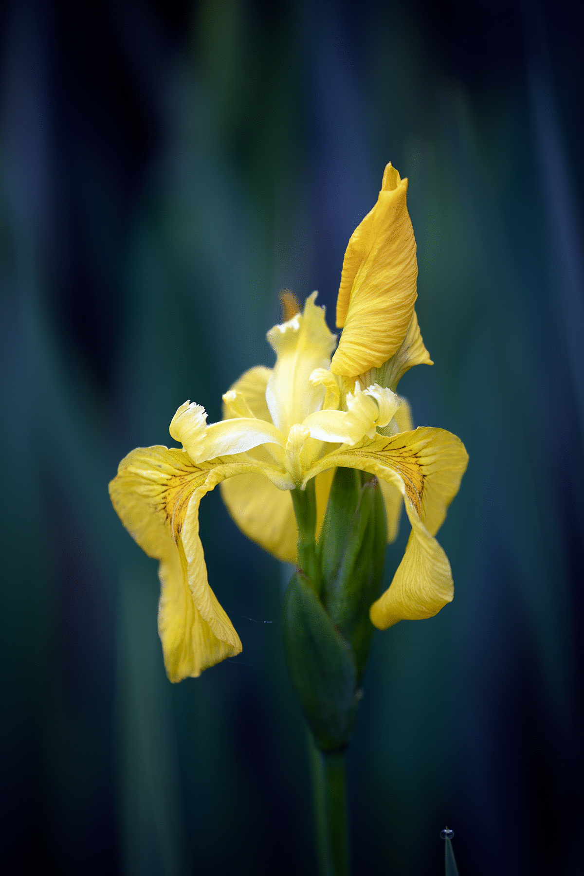 Yellow Iris