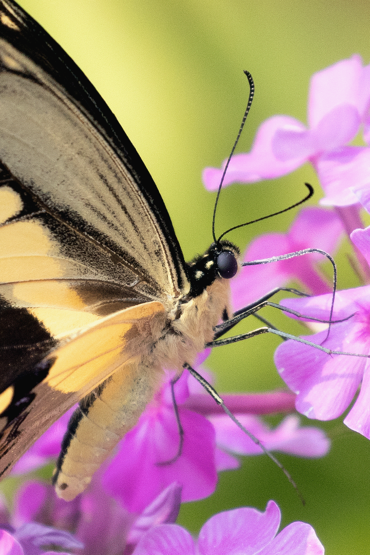 Giant Swallowtail Butterfly