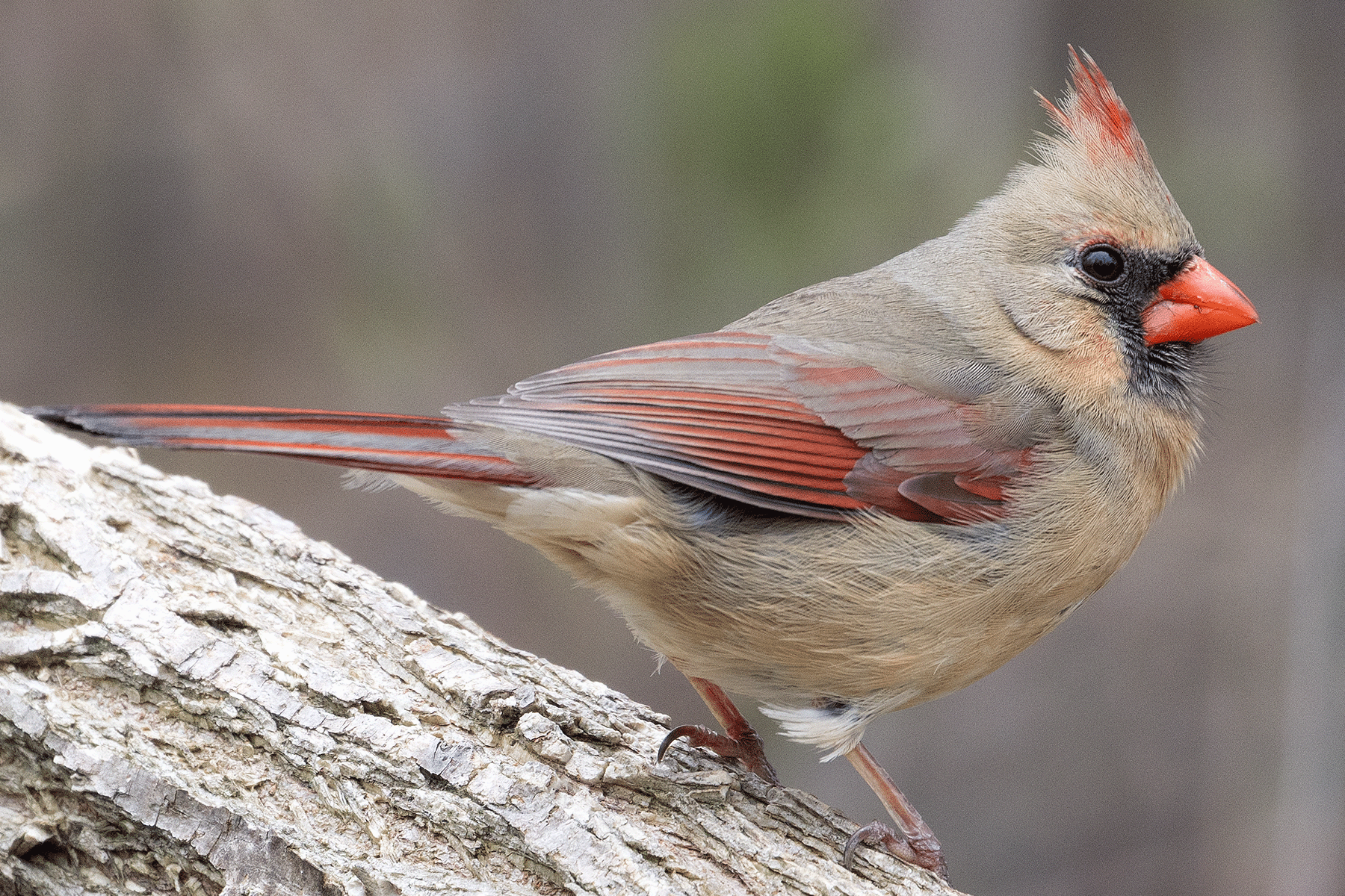 Northern Cardinal