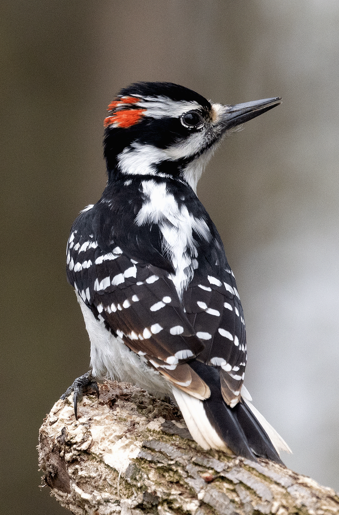 Hairy Woodpecker