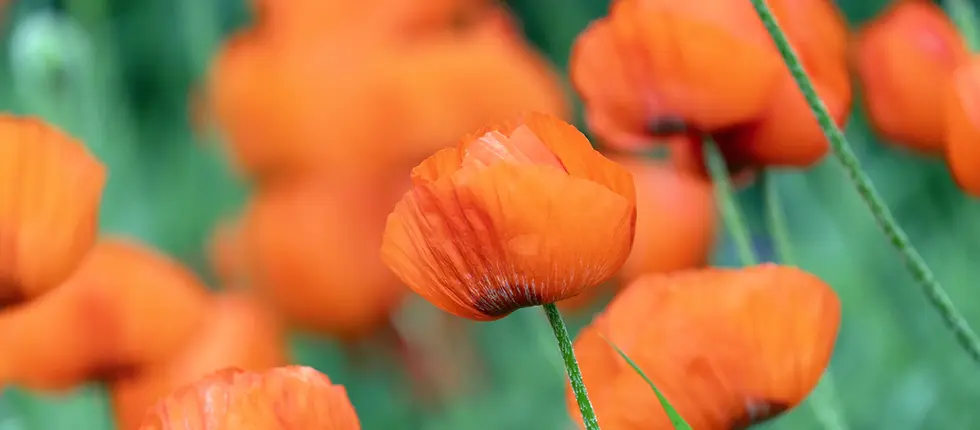 poppies2.webp