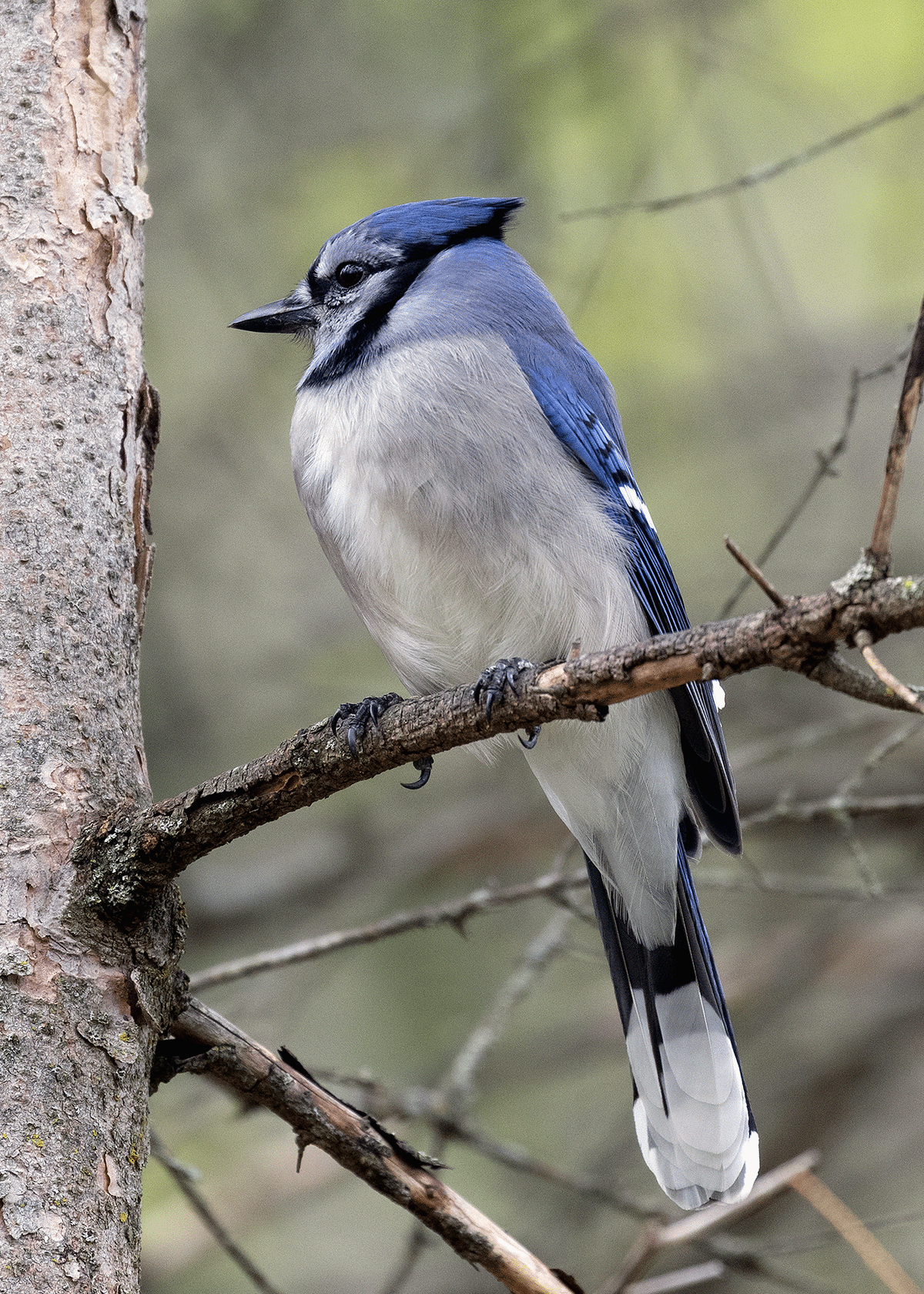 Bluejay