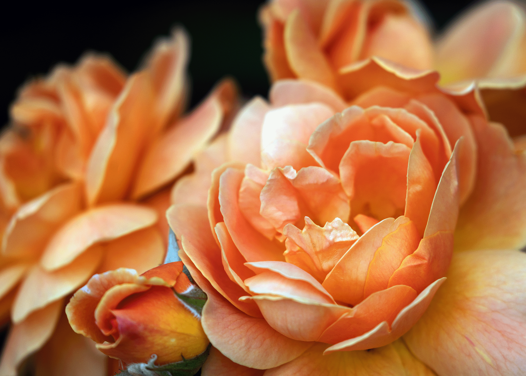 Peach Roses