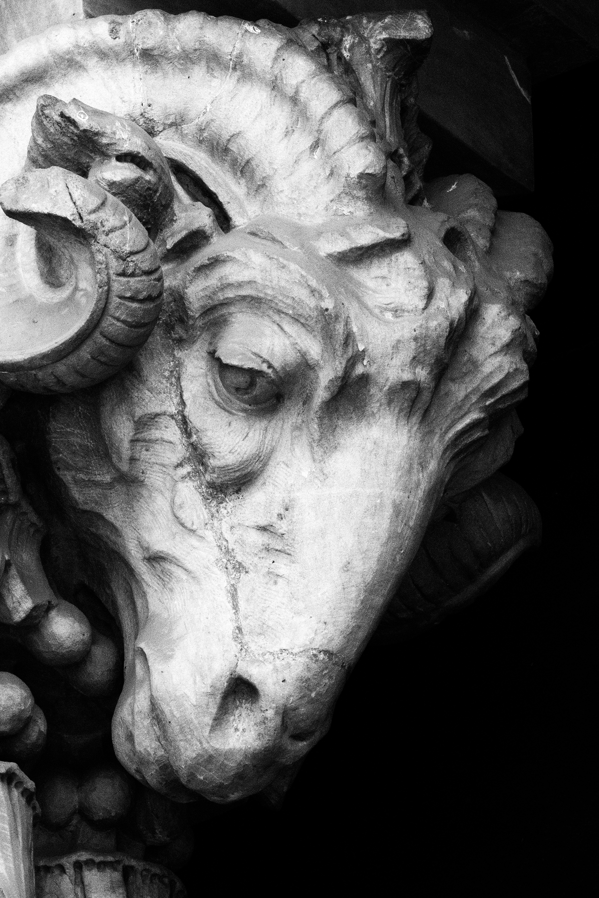 Mountain Goat Relief