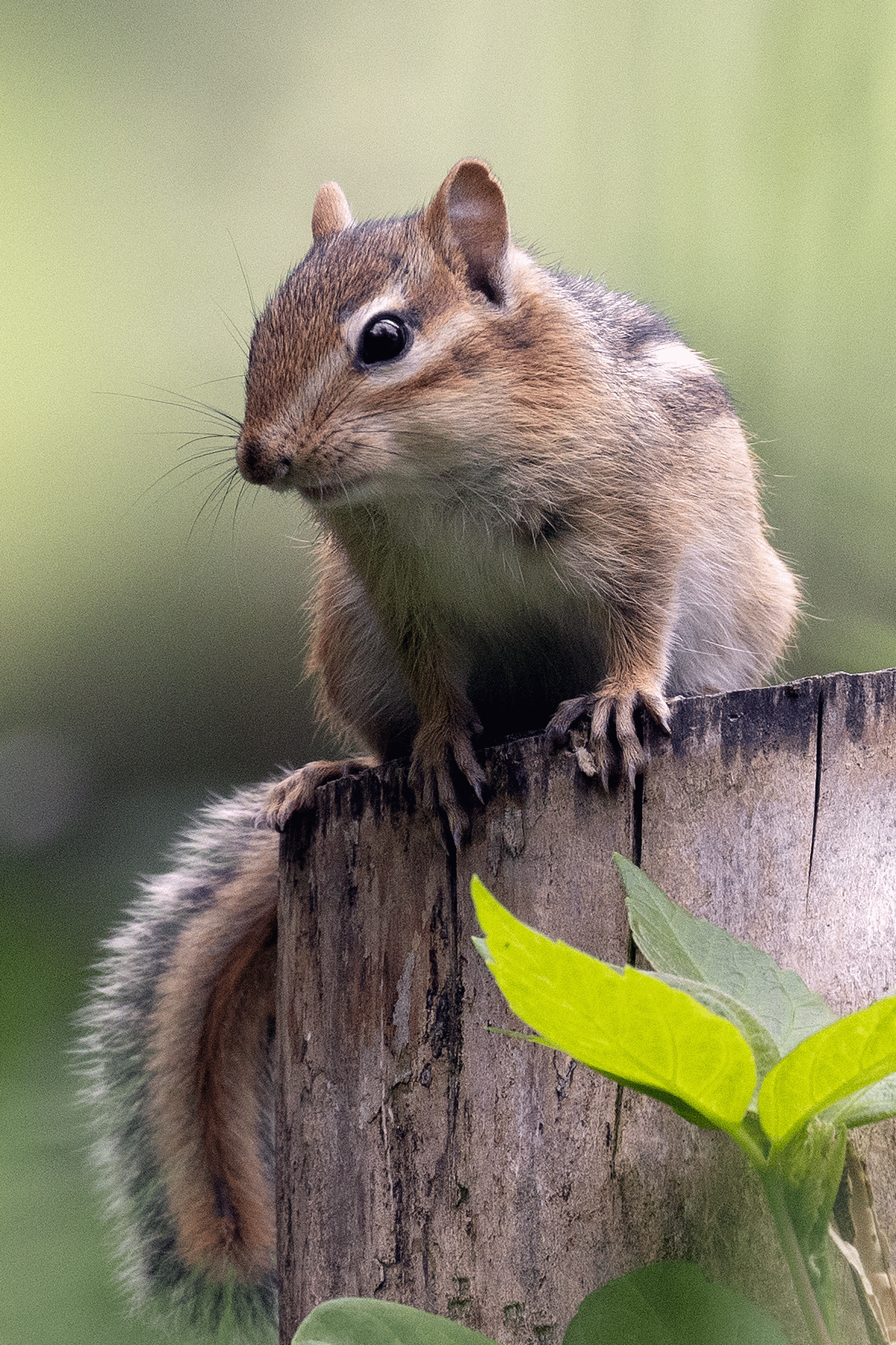 Eastern Chipmunk