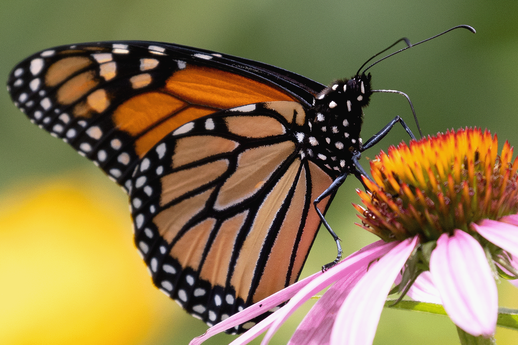 Monarch Butterfly
