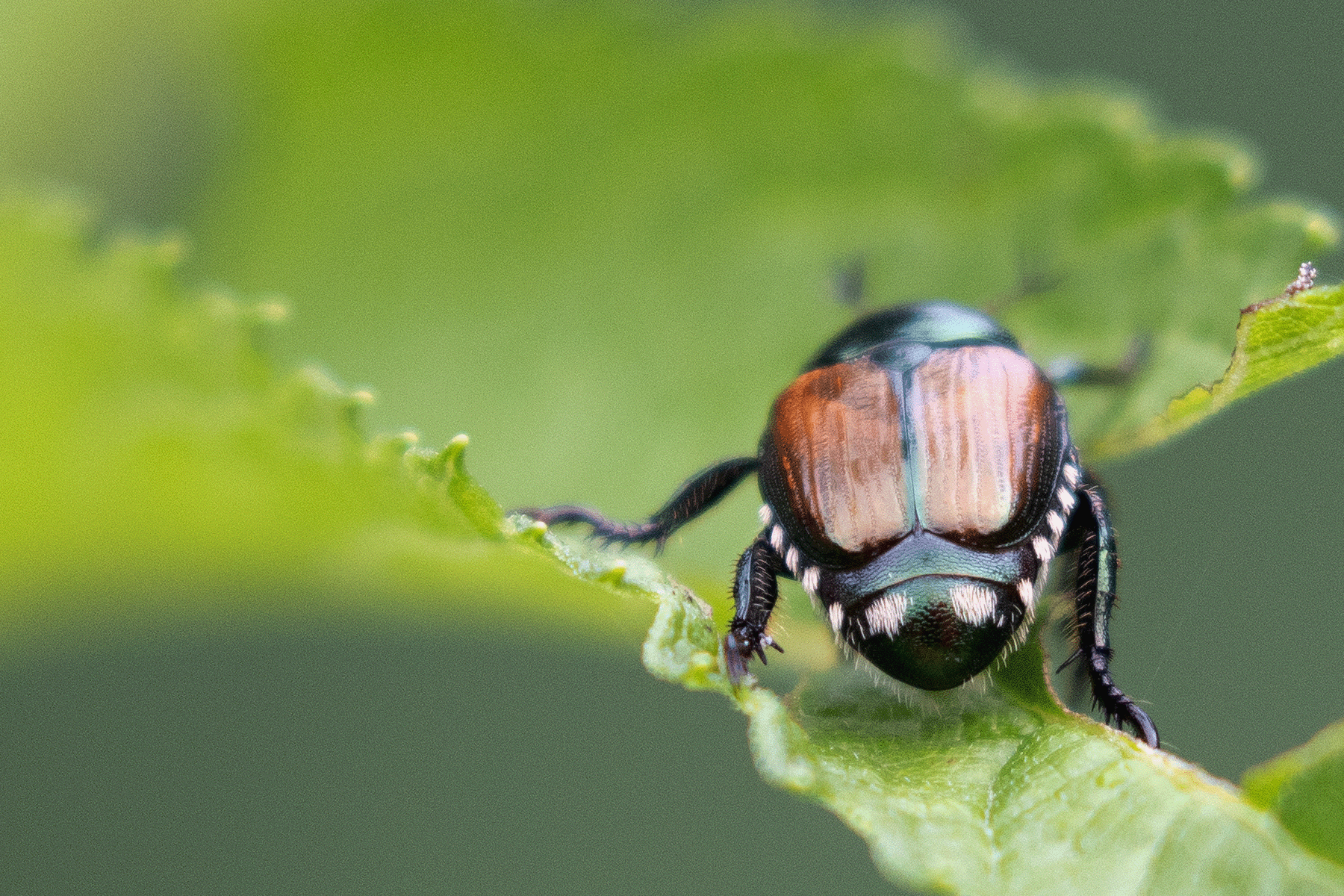 Japanese Beetle