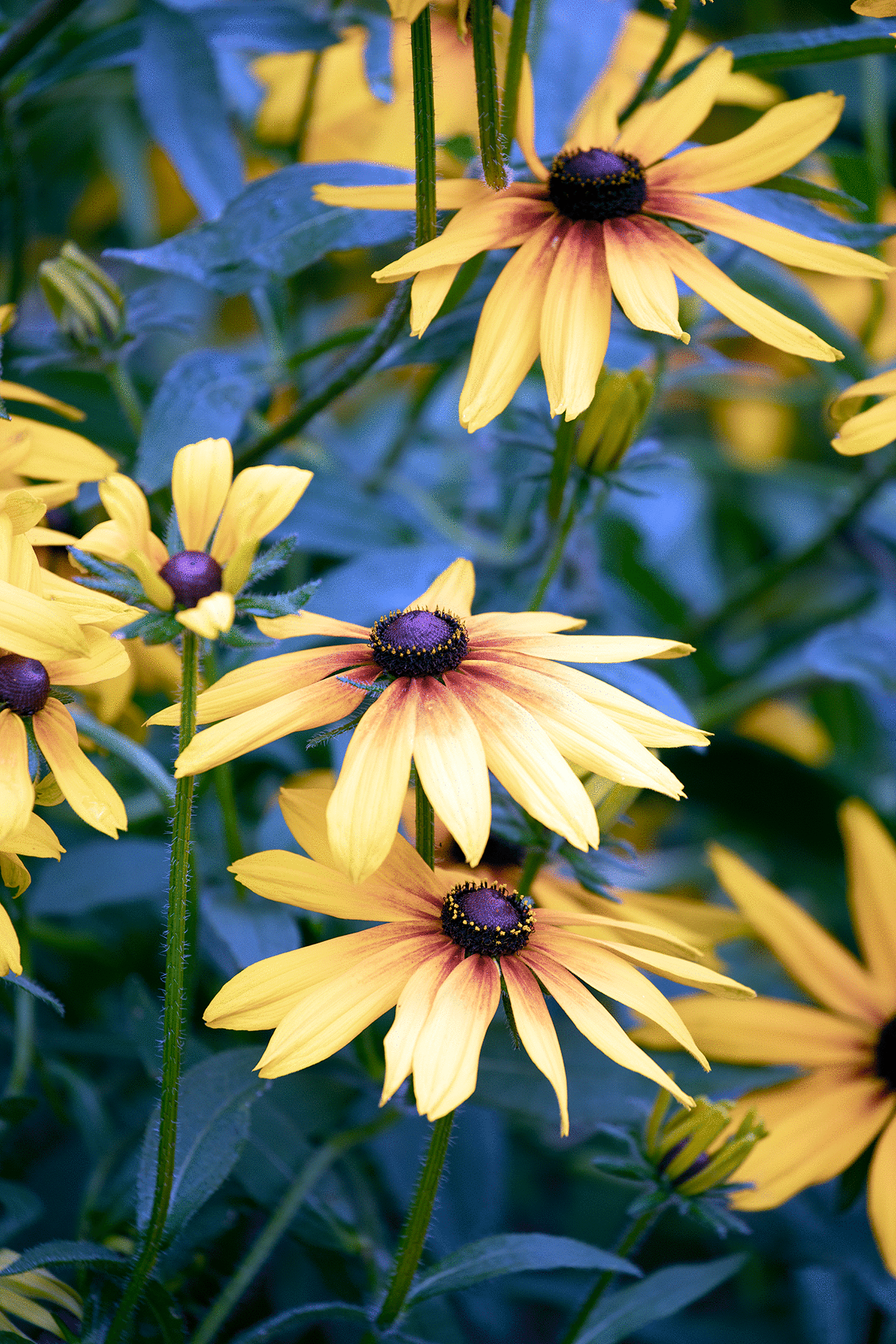 Black-eyed Susans