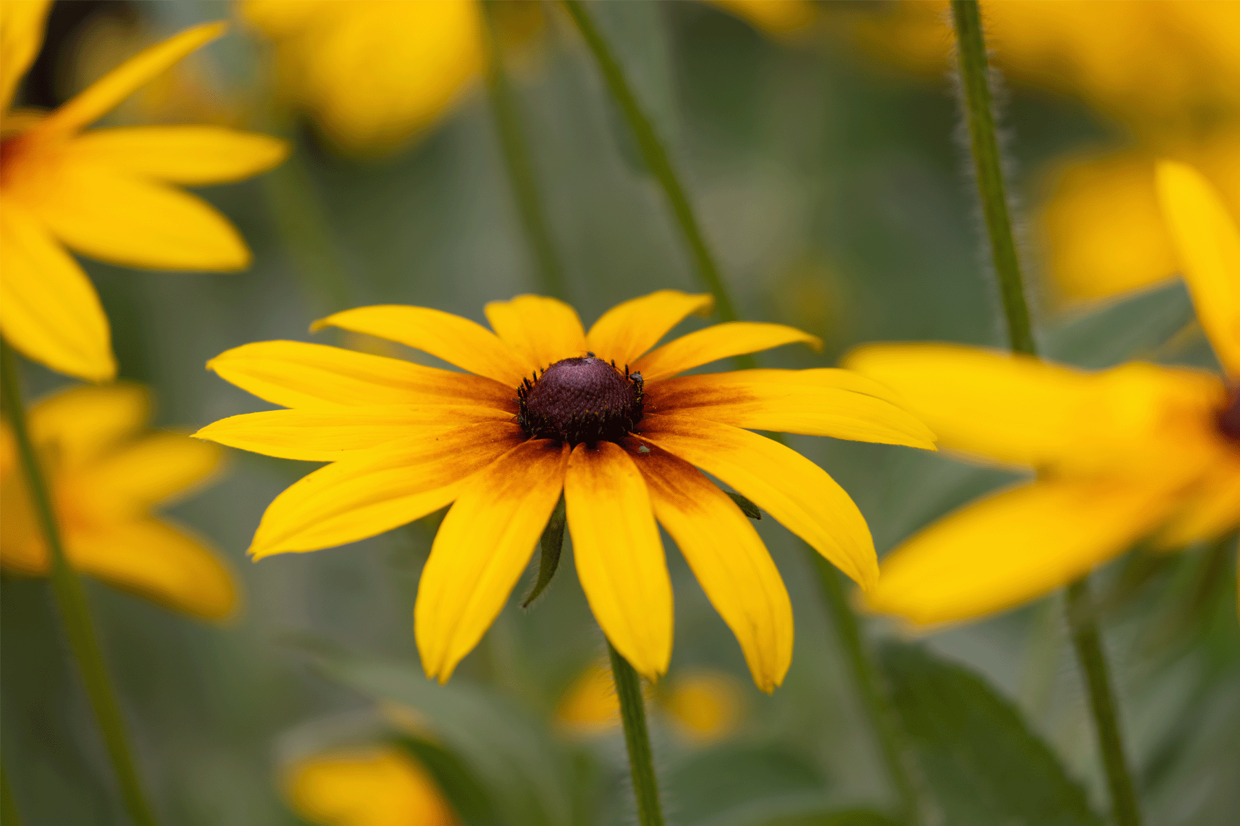 Black-eyed Susans