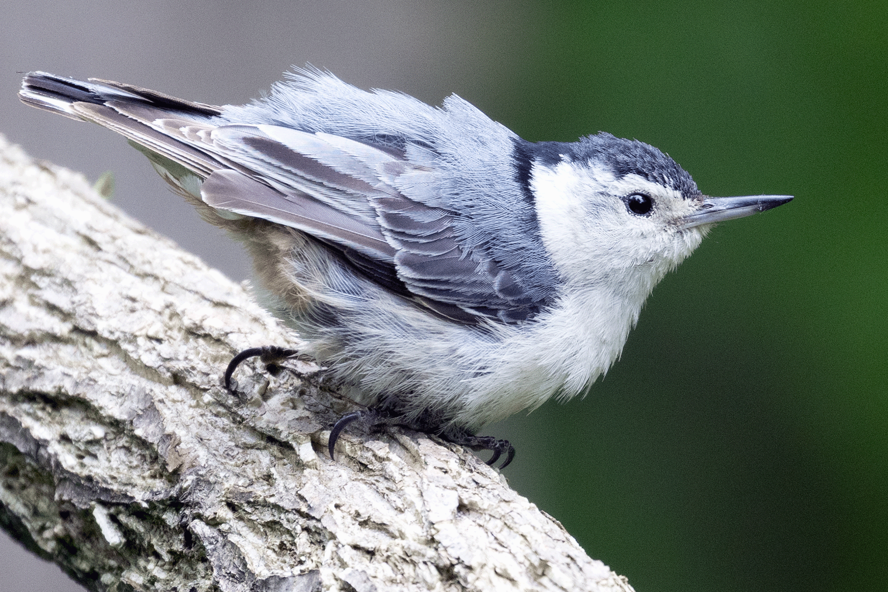 White-breasted Nuthatch