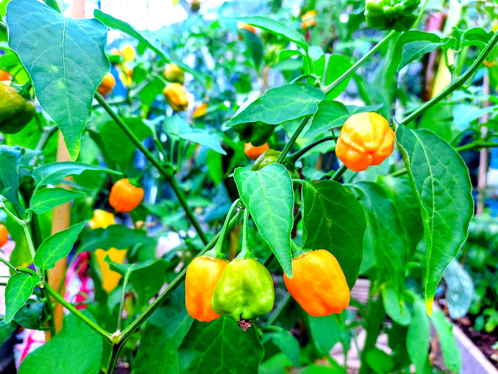 chilli_edited.jpg