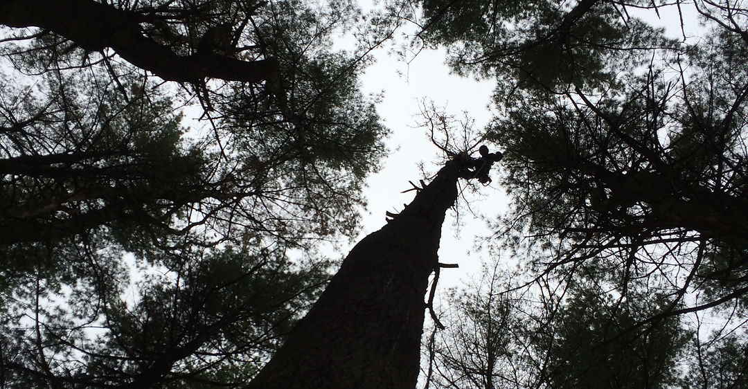 Sharpe Tree Service photo 3