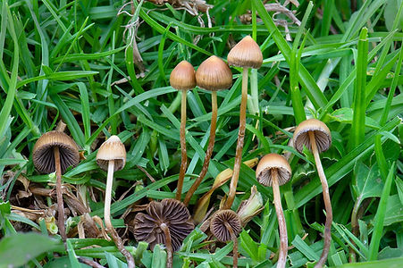 Psilocybin Mushrooms