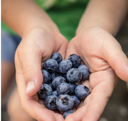 Fresh Blueberries