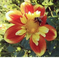 Brilliant Flowers