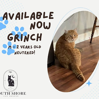 Available cats (1).jpg