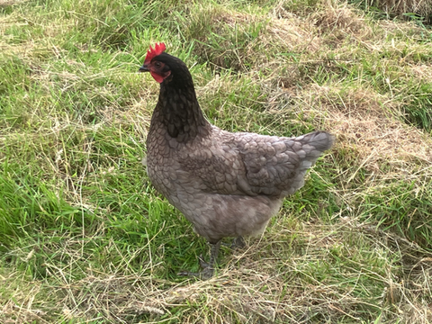 hen