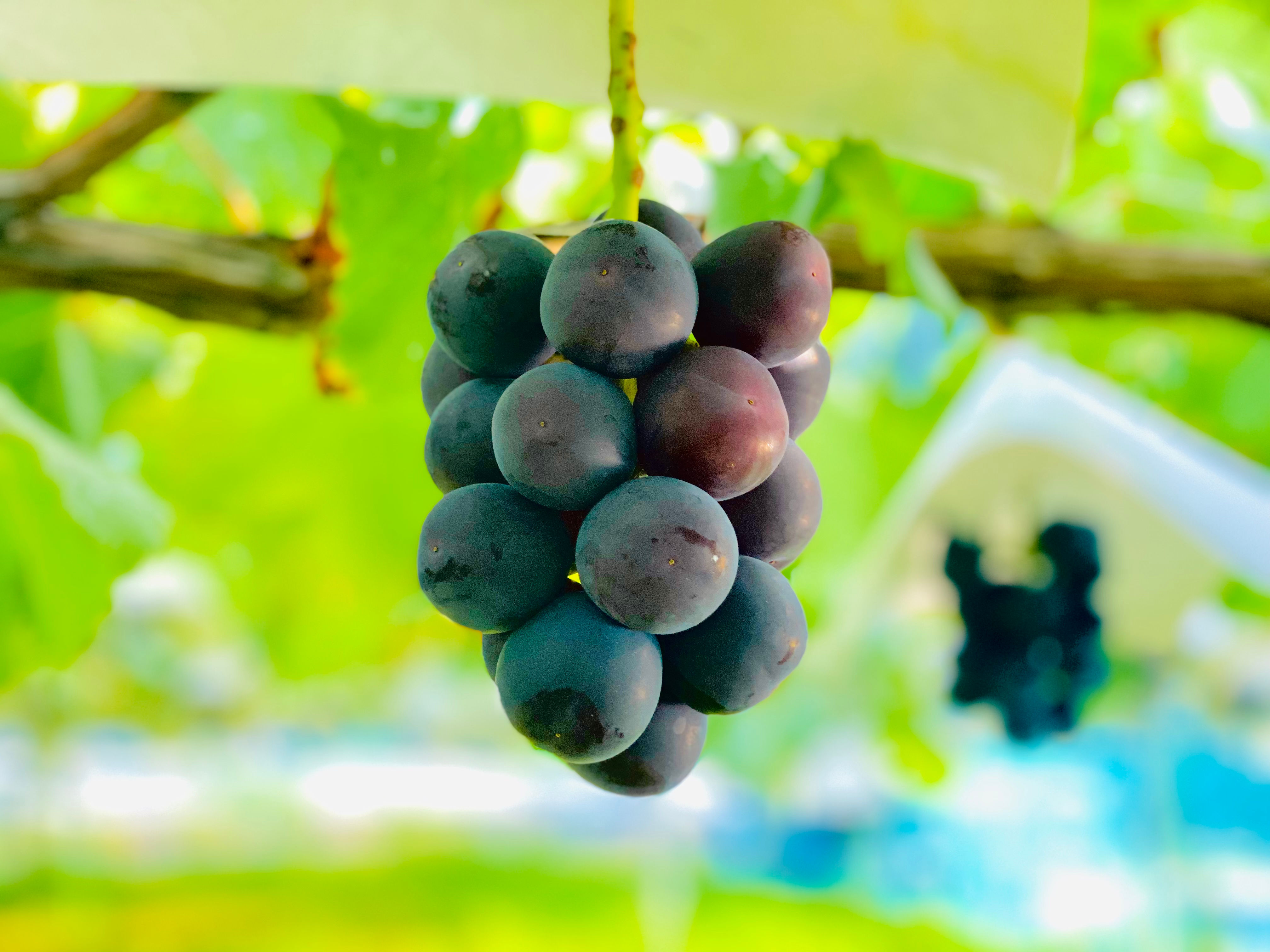 山梨オリジナル甲斐キング®︎1房入