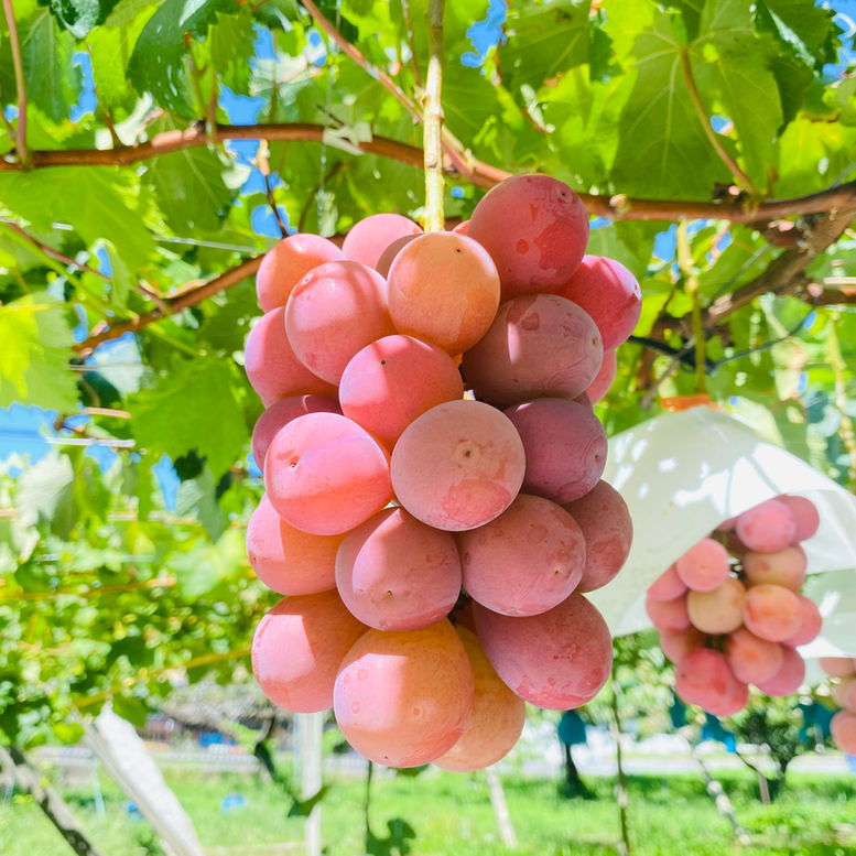 figmari　葡萄の実り　シーグラス／天然石／リス／秋／ぶどう 葡萄2 シーグラス／天然石／フレームアート ／ぶどう／秋実り