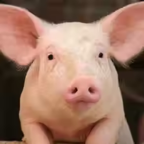Pork Consumption and Cancer Risk: What Clinicians Need to Know