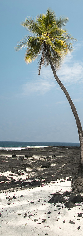 PalmTree