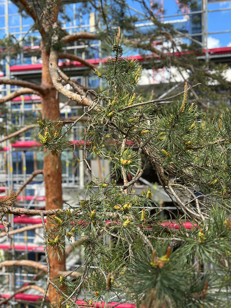 Frühling-auf-dem-Kesslerplatz.gif