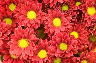 daisy-mums-ray-flowers-disk-centre.webp