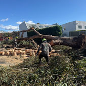 Tree Removal