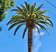 Alex Tree Service Tree Trimming & Pruning