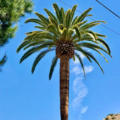 Palm tree trimmed for better health against rodents and fires.