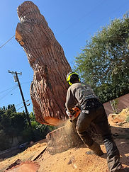 Tree Service in Monroiva, CA