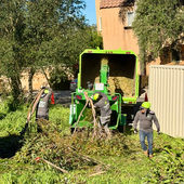 Tree Trimming Tree Service near you