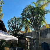 Trees Trimmed for better air flow near house to prevent storm damage.