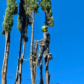 Tree Climber Removing Cypress Trees with rigging equipment and techniques.