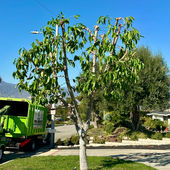 Tree Trimmed and Shaped for better formation all year long.