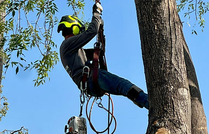 "Professional tree trimming in Los Angeles to enhance landscape safety and prevent storm damage."