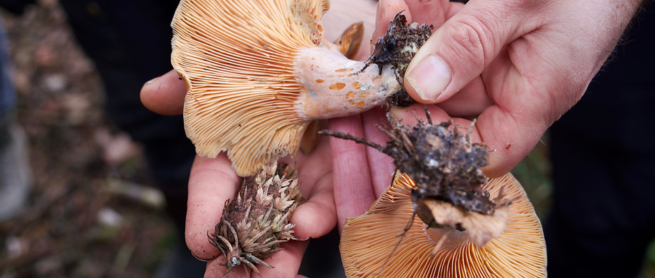 Workshop Wildplukken 4 september 2026 (thema Paddenstoelen)