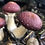 Thumbnail: VOLZET - Workshop Paddenstoelen enten 23 april 2026